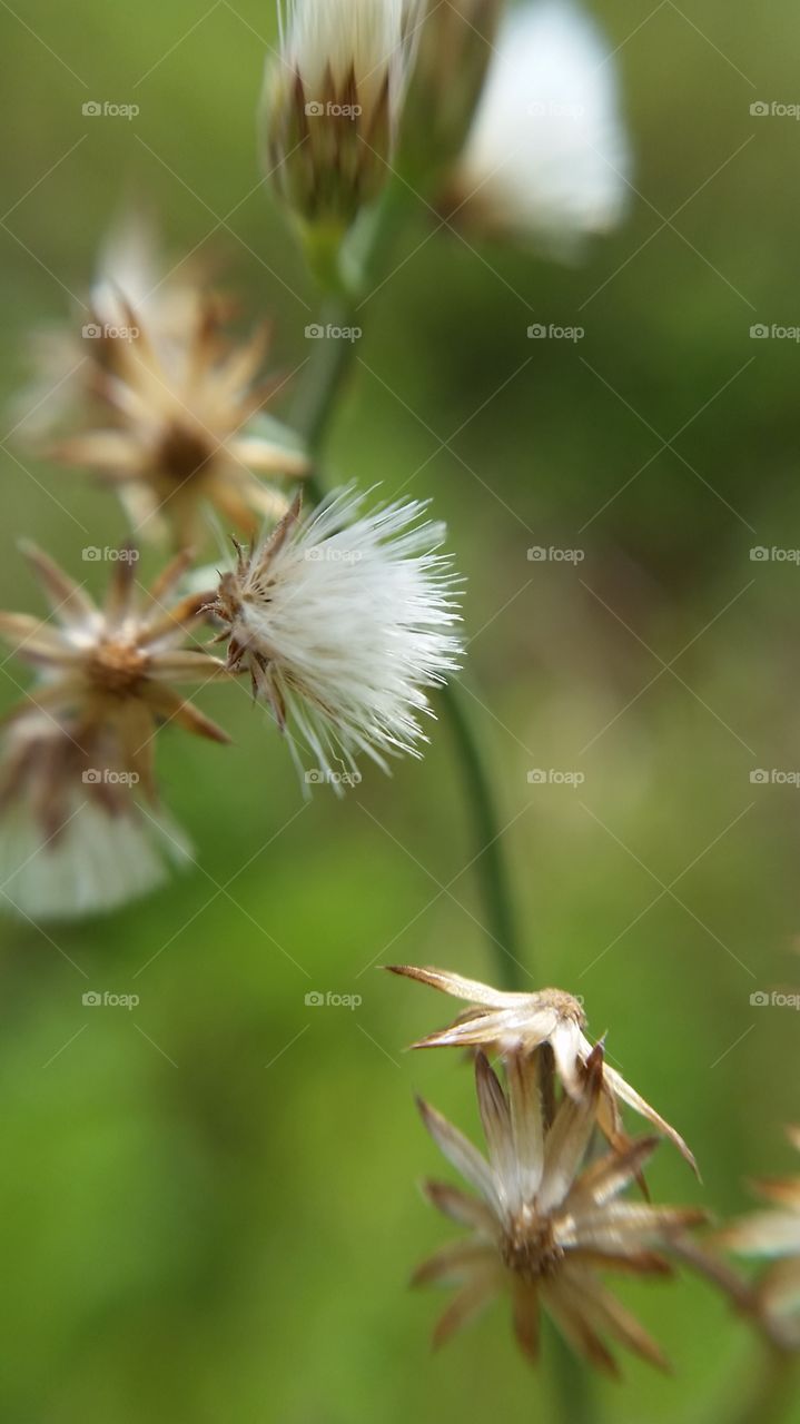 wild flower. flowers are always pretty