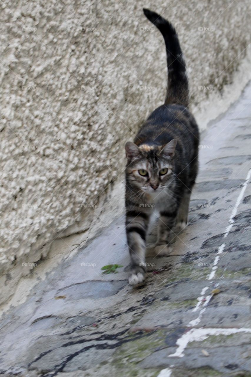 Street kitty, Haut Cagnes