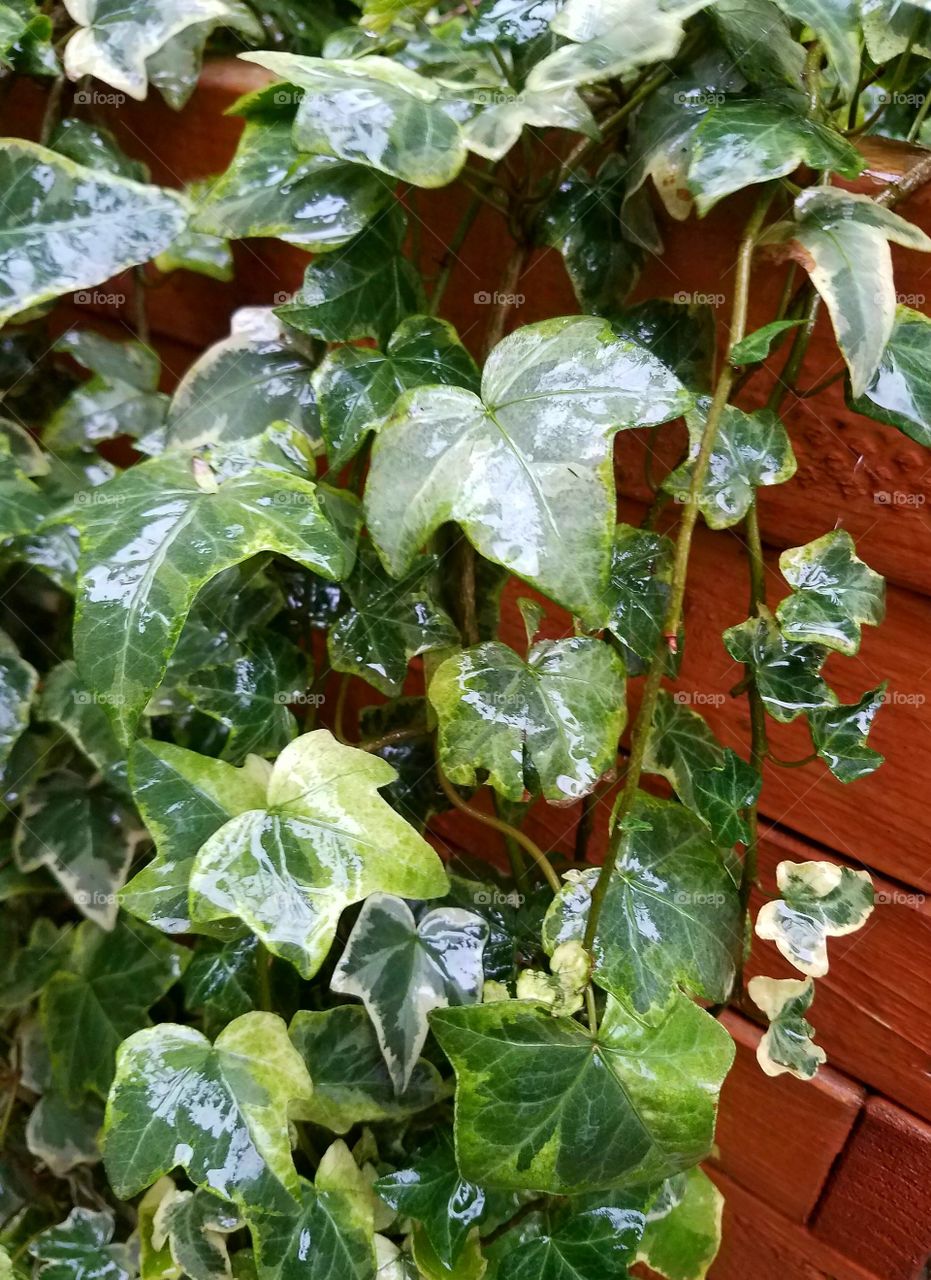 Ivy, Leaf, Flora, Garden, Growth