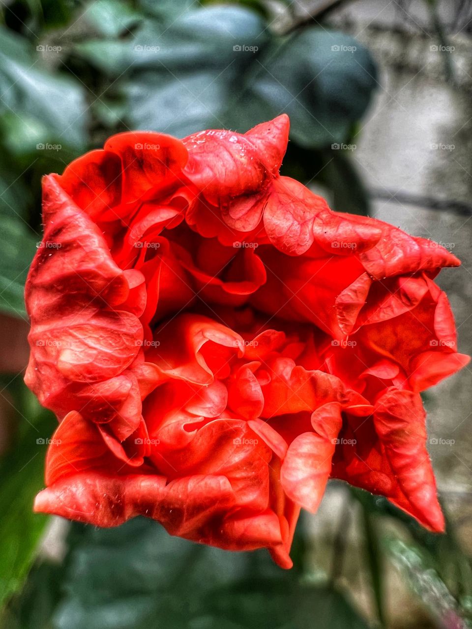 Fascinating hibiscus bud before bloom