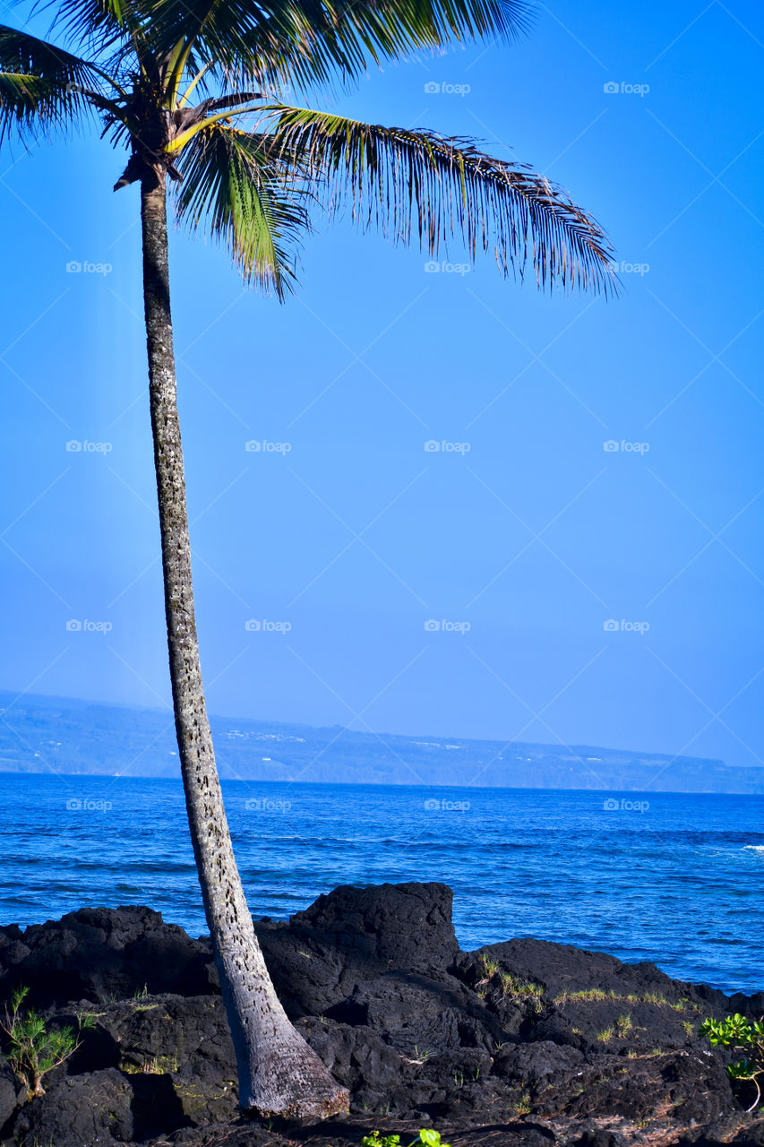 A palm tree growing by the lava rock shoreline wither Mauna Loa volcano rising out of the ocean in the distance at Richardson Ocean Park in Hilo, Hawaii.
