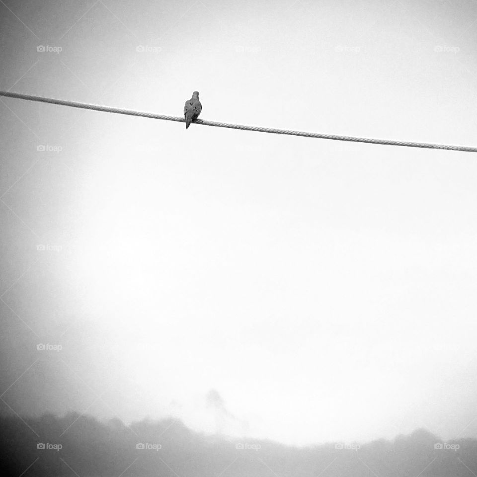 bird on wire