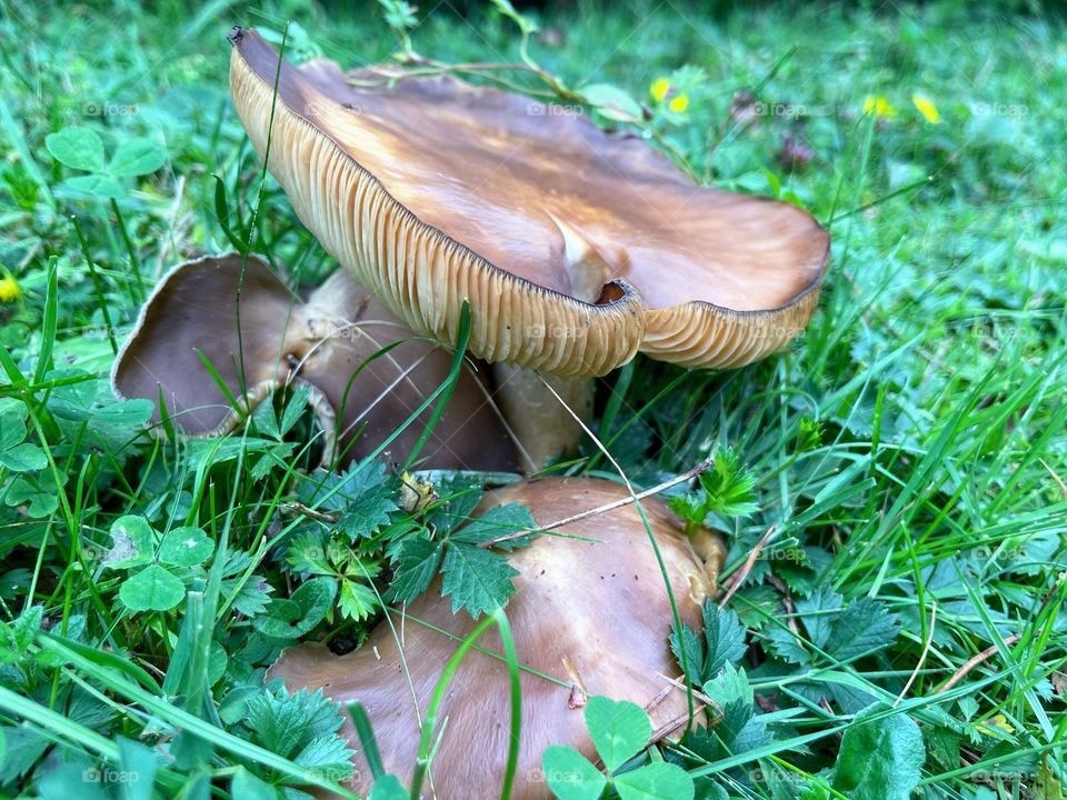 Brown mushroom in a field of clover 