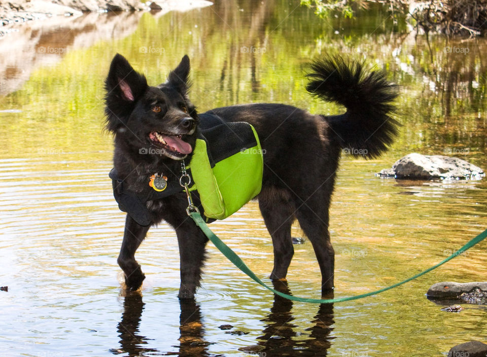 Dog at work and play 