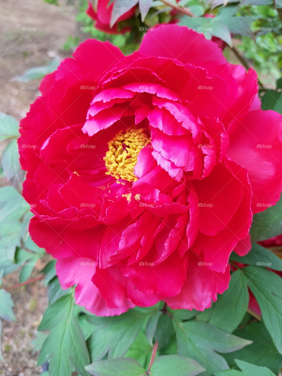 Paeonia at Hyogo JAPAN