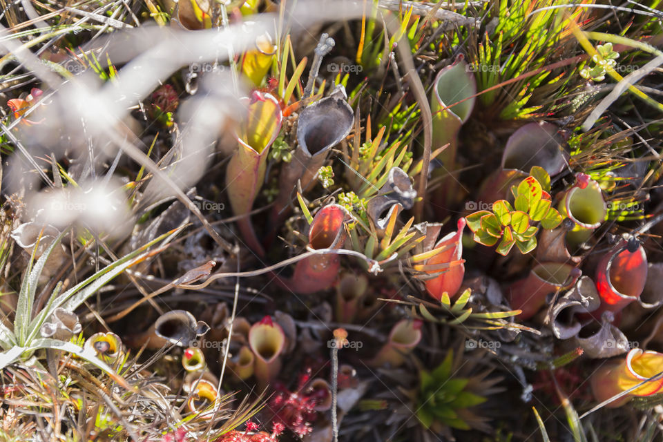 Carnivorous Pitcher Plant, Heliamphora Nutans, Mount Roraima in Canaima National Park in Venezuela.