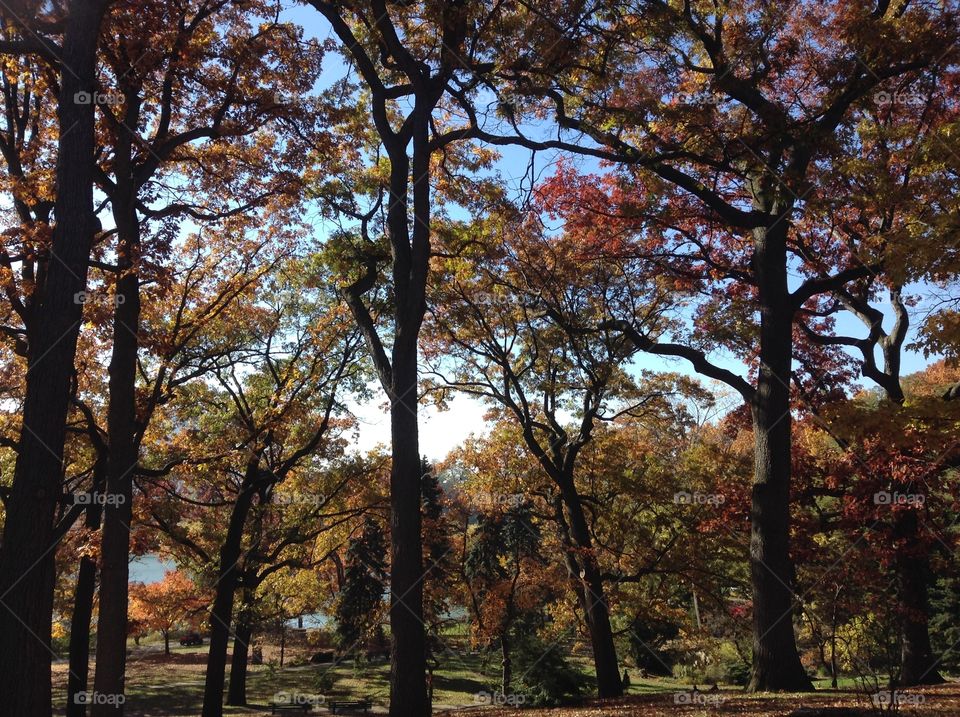 Fall in a park