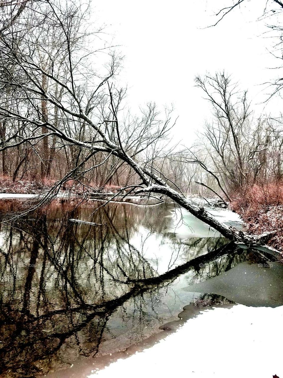Winter Reflections, Little Saline Creek, Saline Valley Conservation Area