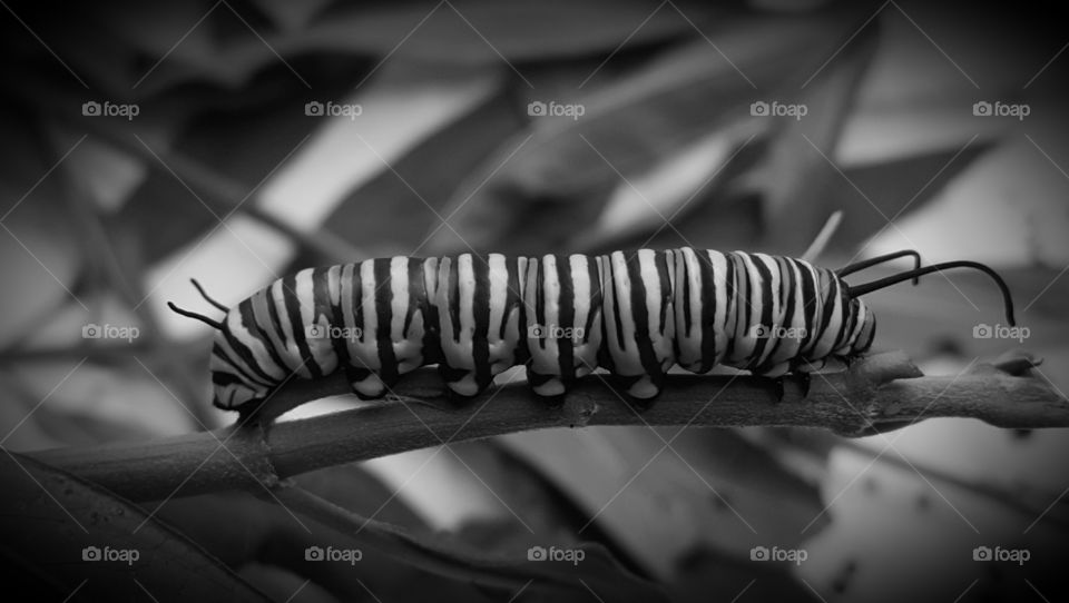 caterpillar grayscale