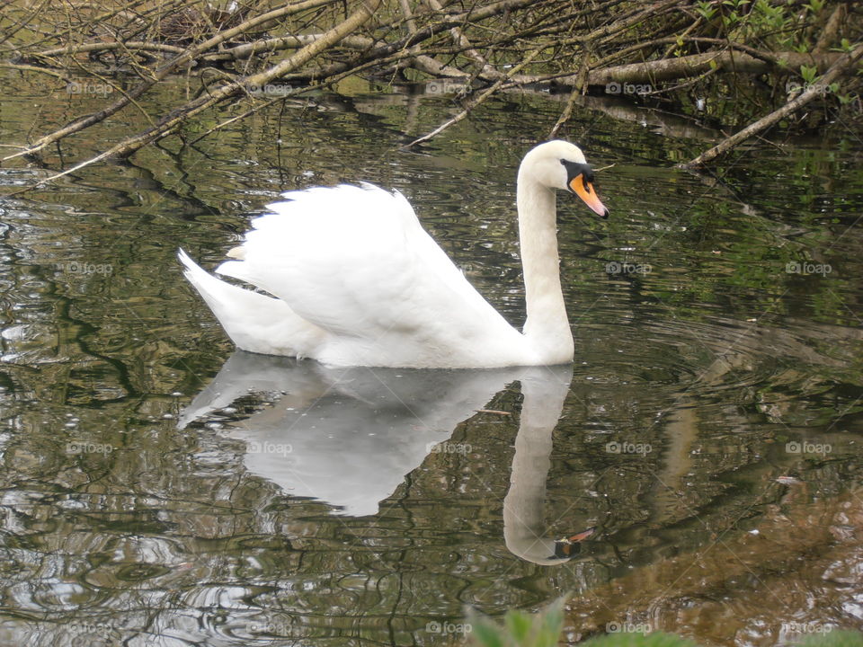 Reflecting Swan