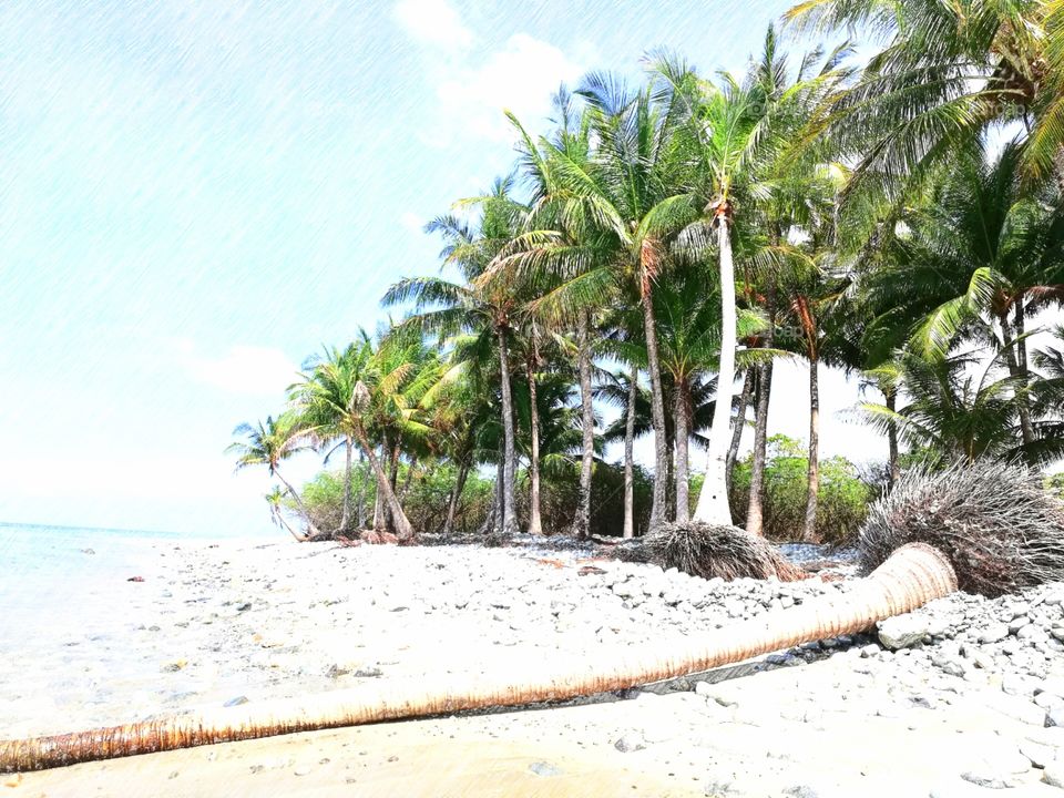 Drawing of fallen palm tree on sandy white beach in Abra De Ilog, Mindoro, Island of Philippines