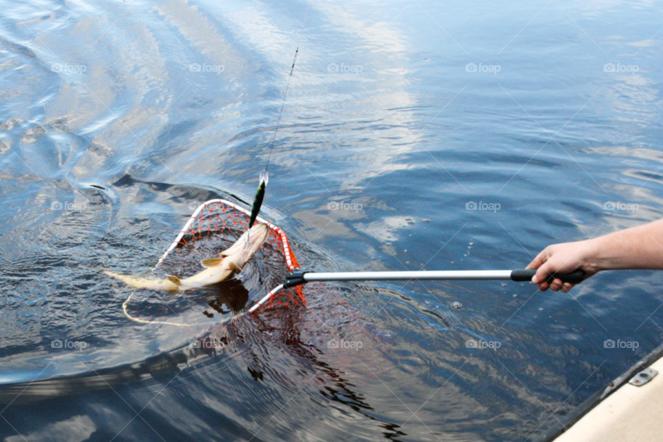 water net pike lure by comonline