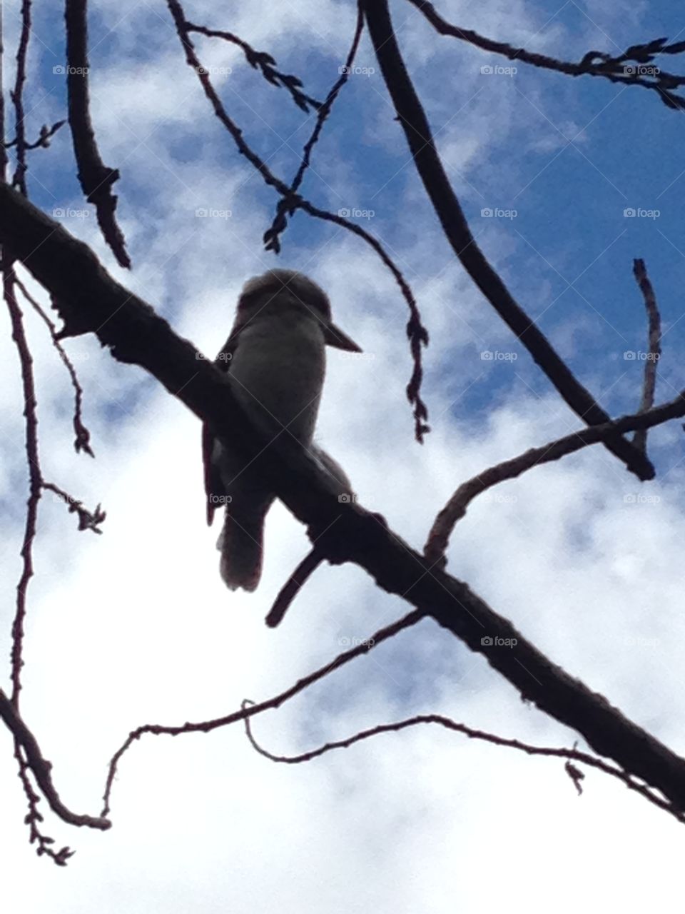 Kookaburra on the tree in the local park. 