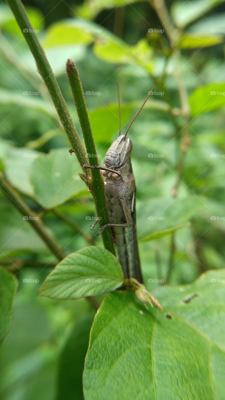 The grasshopper perched on the small tree trunk
