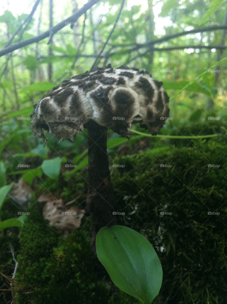 Dark Brown mushroom fungi