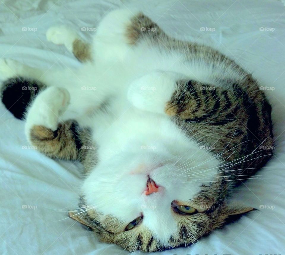 Cat laying down upside down