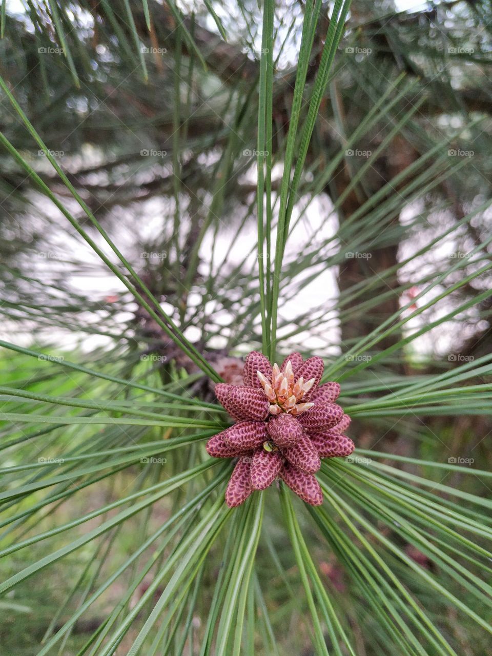 Young pinecone