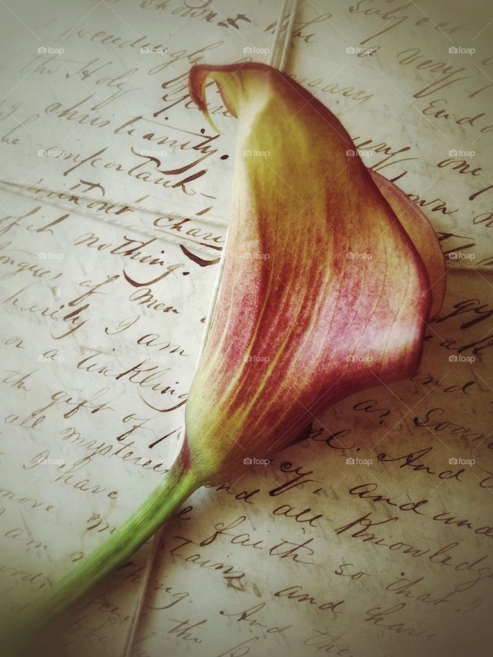 Flower on old document