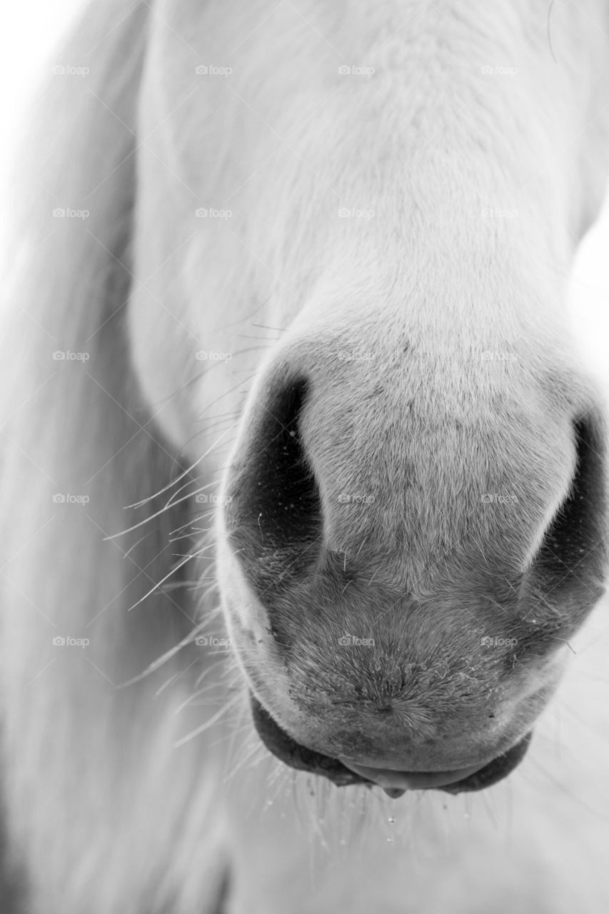 Horse portrait 