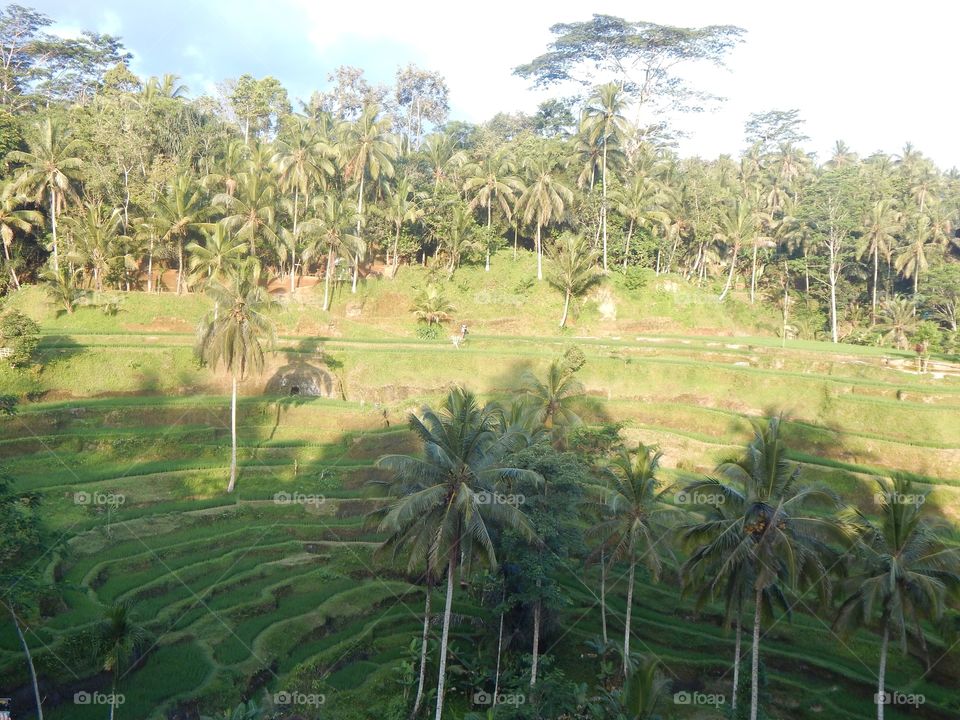 Balinese Rice Terrace