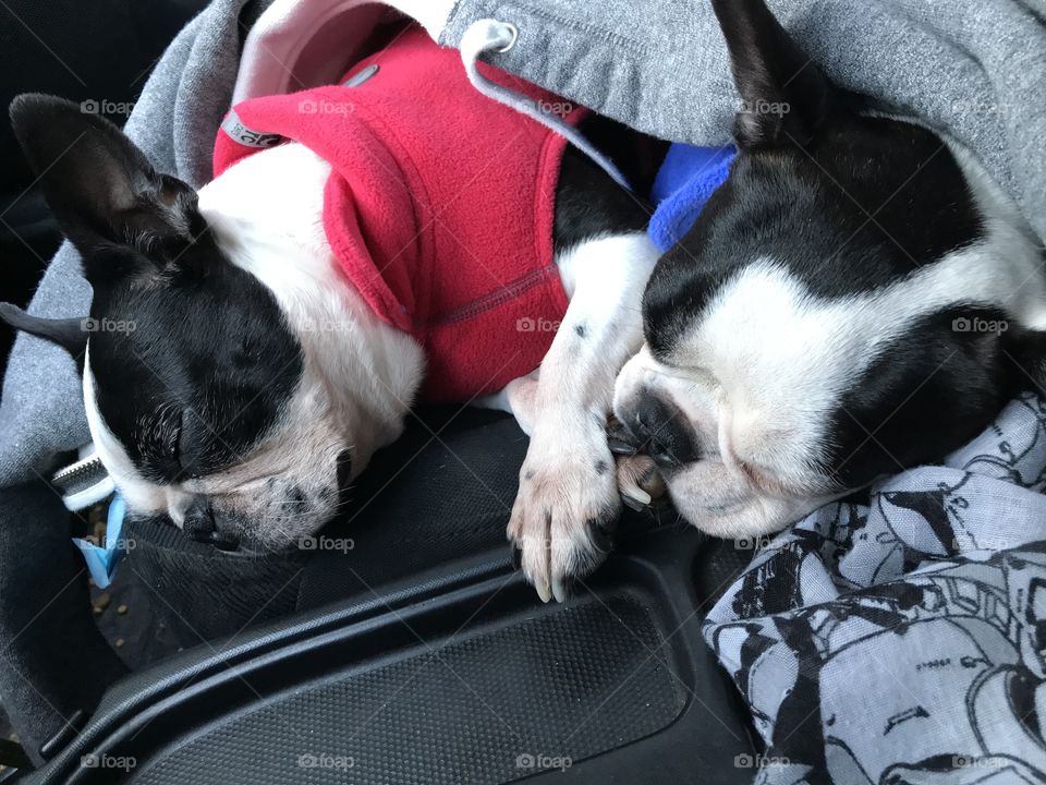 Seriously you’d think that all my dogs do is sleep!? At least this time they actually had been to the dog park for a run. They’re probably just like me in the car; if they aren’t driving they just fall asleep! Lol! 🤣