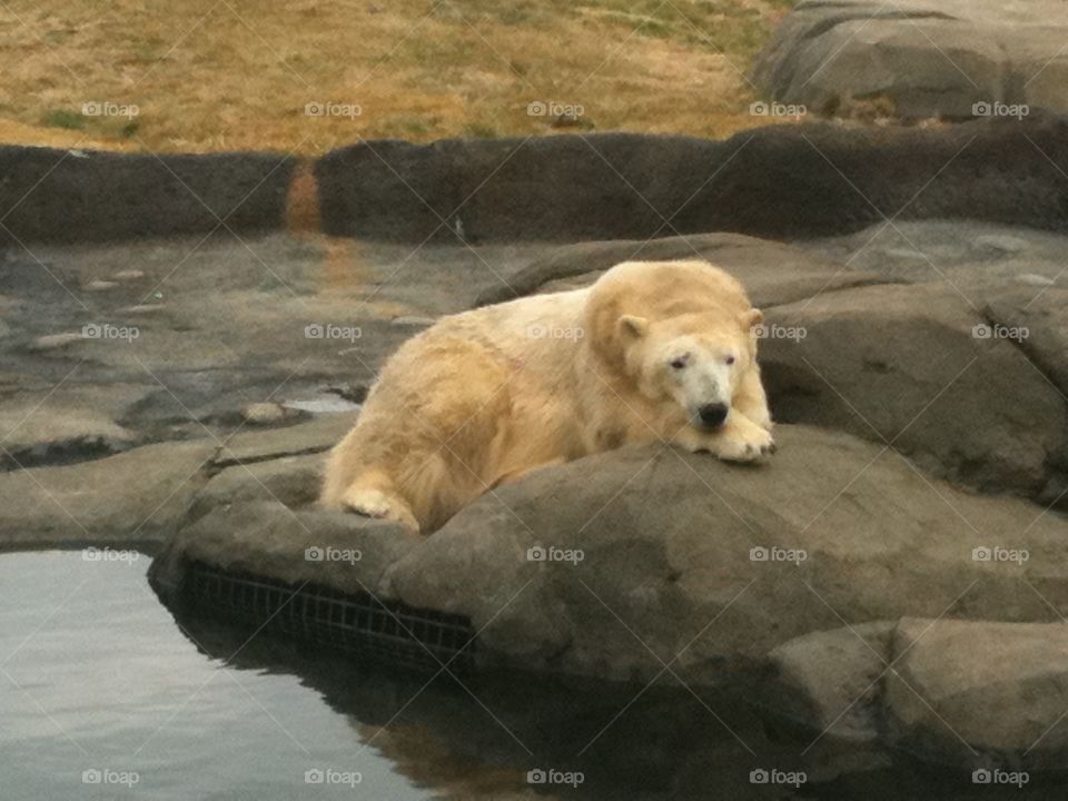 Polar Bear