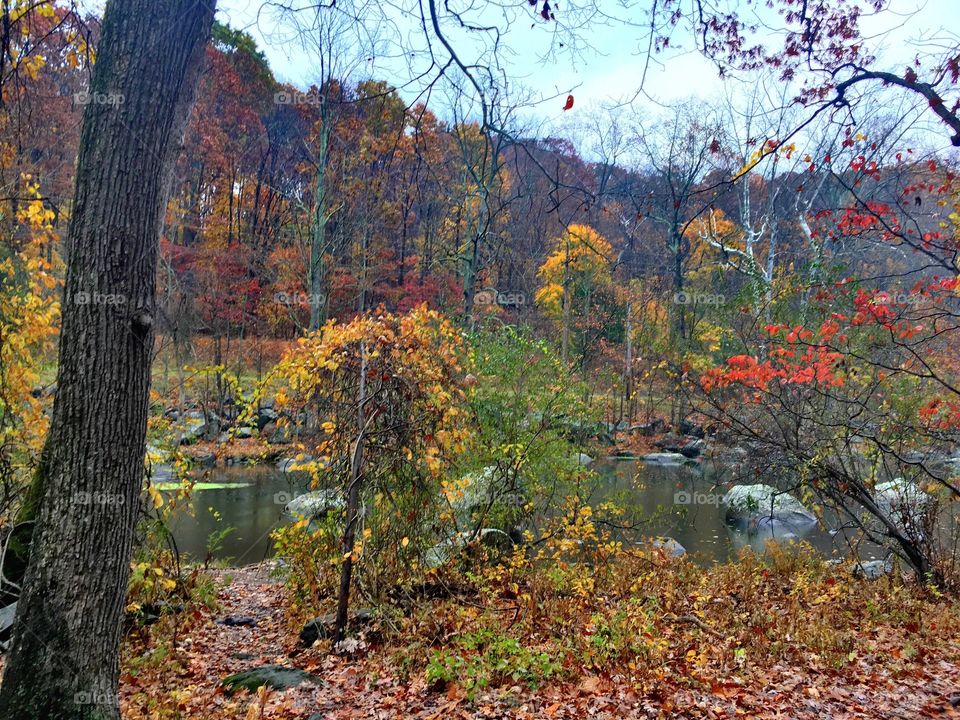 Fall by the lake