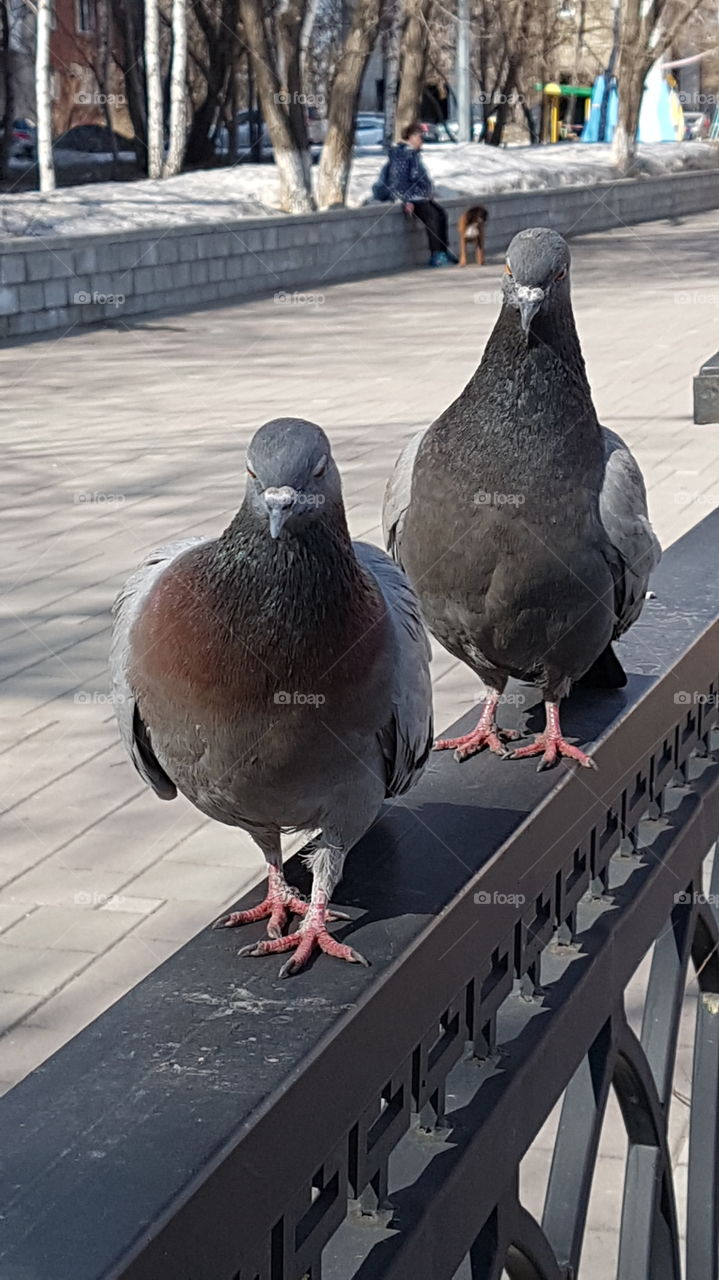 Pigeon, Bird, No Person, Nature, Wildlife