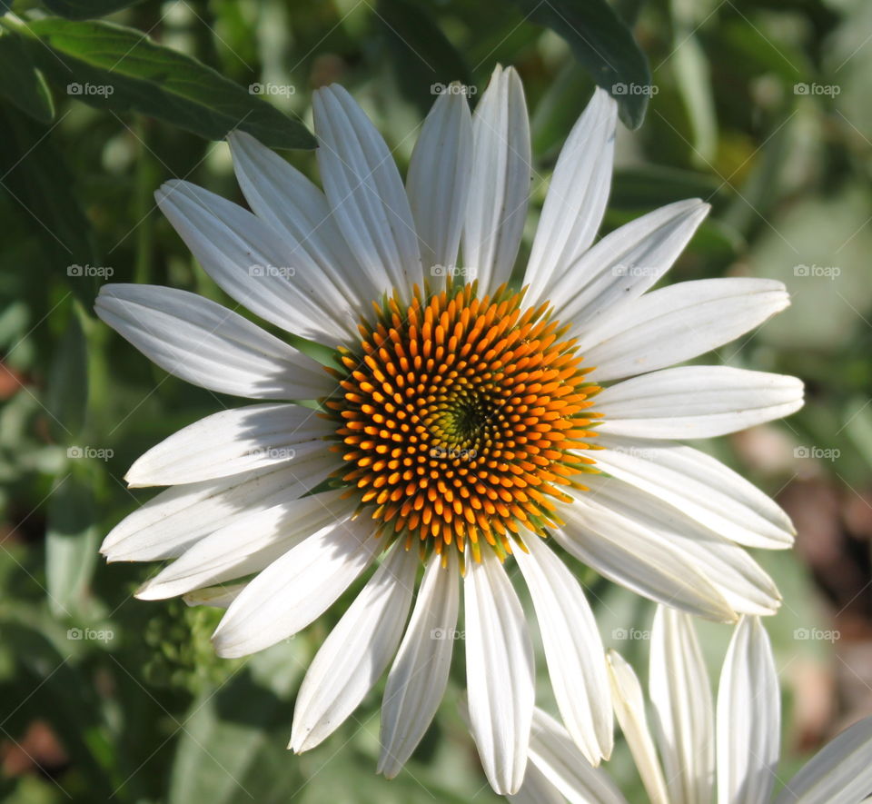 White flower blooming at outdoors