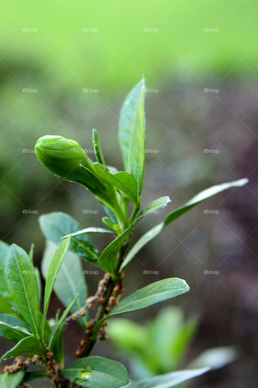 bud getting ready to open.