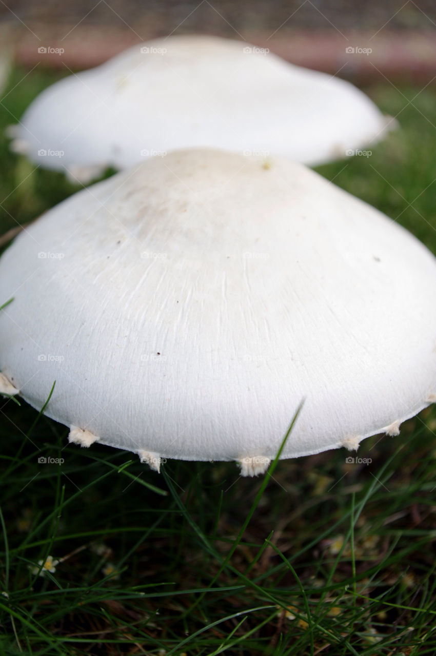 pretty white mushrooms big by martod