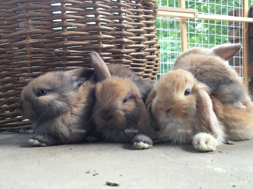 Holland Lop siblings relaxing on the porch