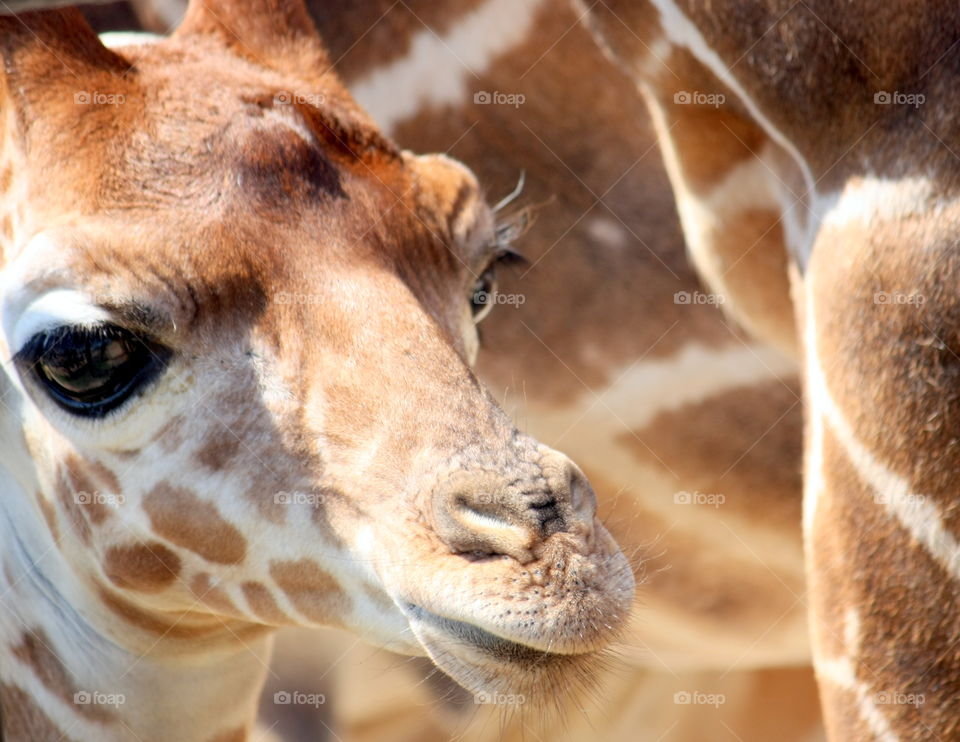 Baby giraffe looking back
