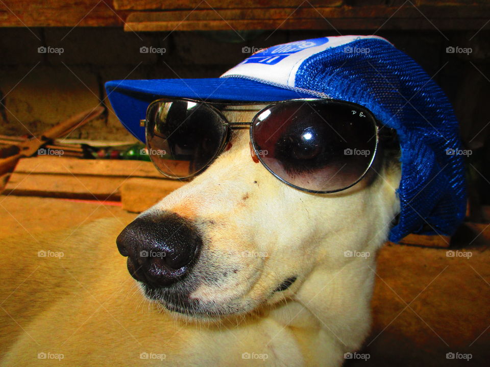 dog on shade and cap
