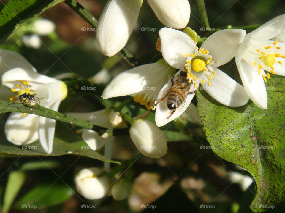 flower lemon tree bee flor flores limoeiro abelha abelhas limão limões