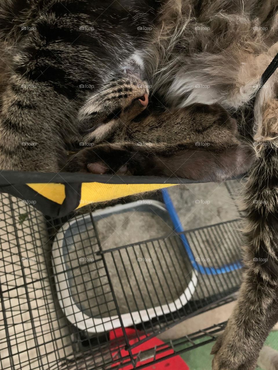 Young Cute Cat Sleeping In A Funny Position In A Weird Spot For His Size In A Yellow Hammock In A Litter Box Cage.