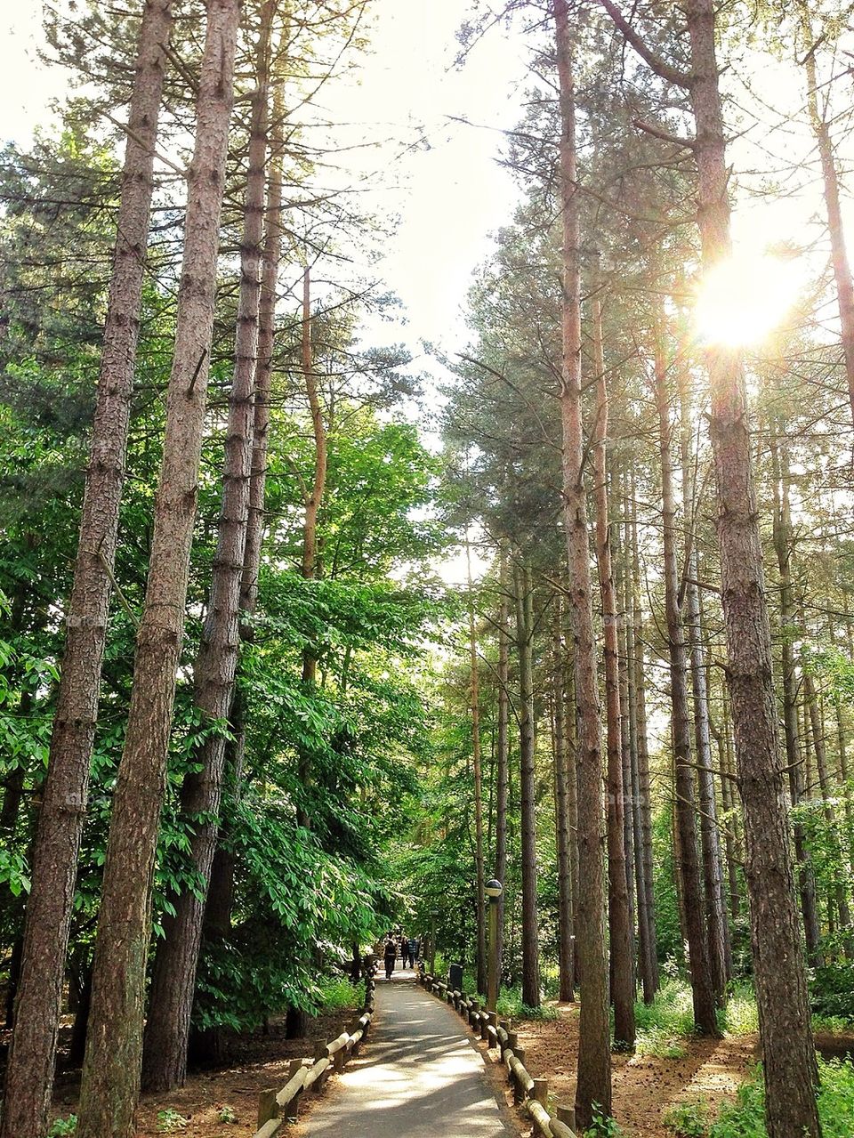 Forest path