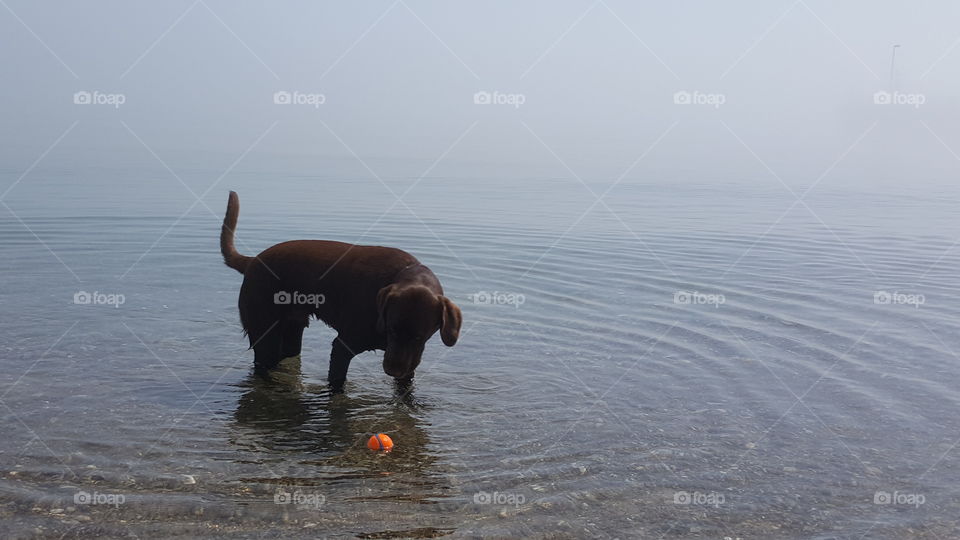 Chocolate Lab in Lake looking at ball floating in the water