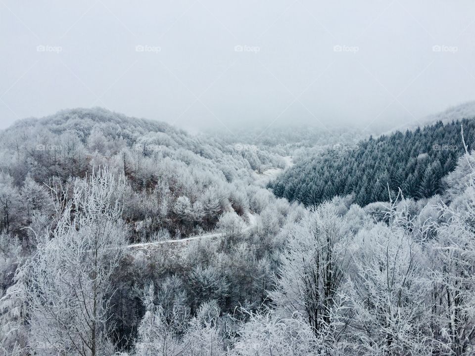 Forest of trees covered in snow