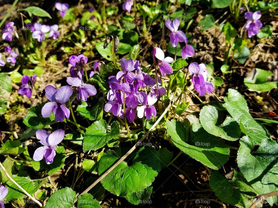 flowers