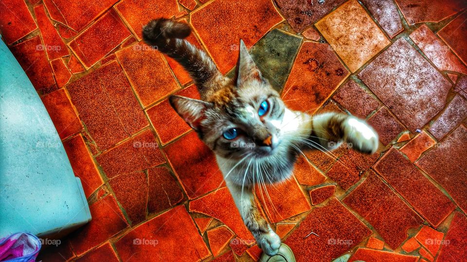 O gatinho legal, mansinho, que vive à pedir comida.