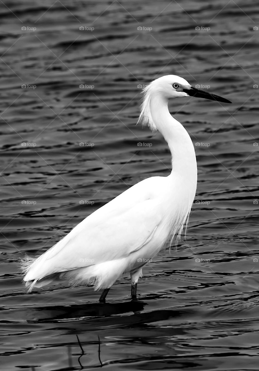 White Snowy Egret Bird Relaxing In The Water