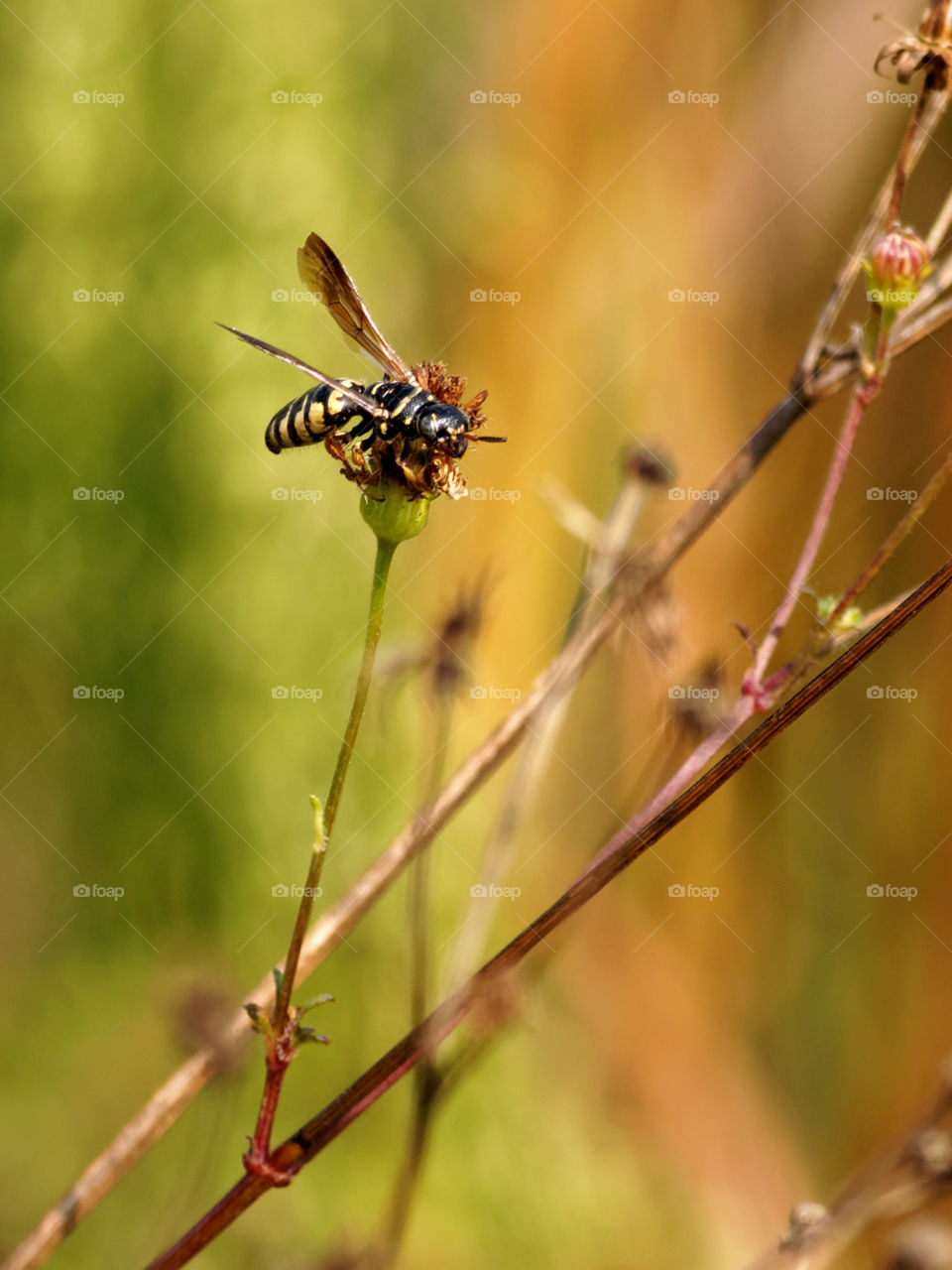Wasp on Wildflower. Wasp on wildflower in Florida