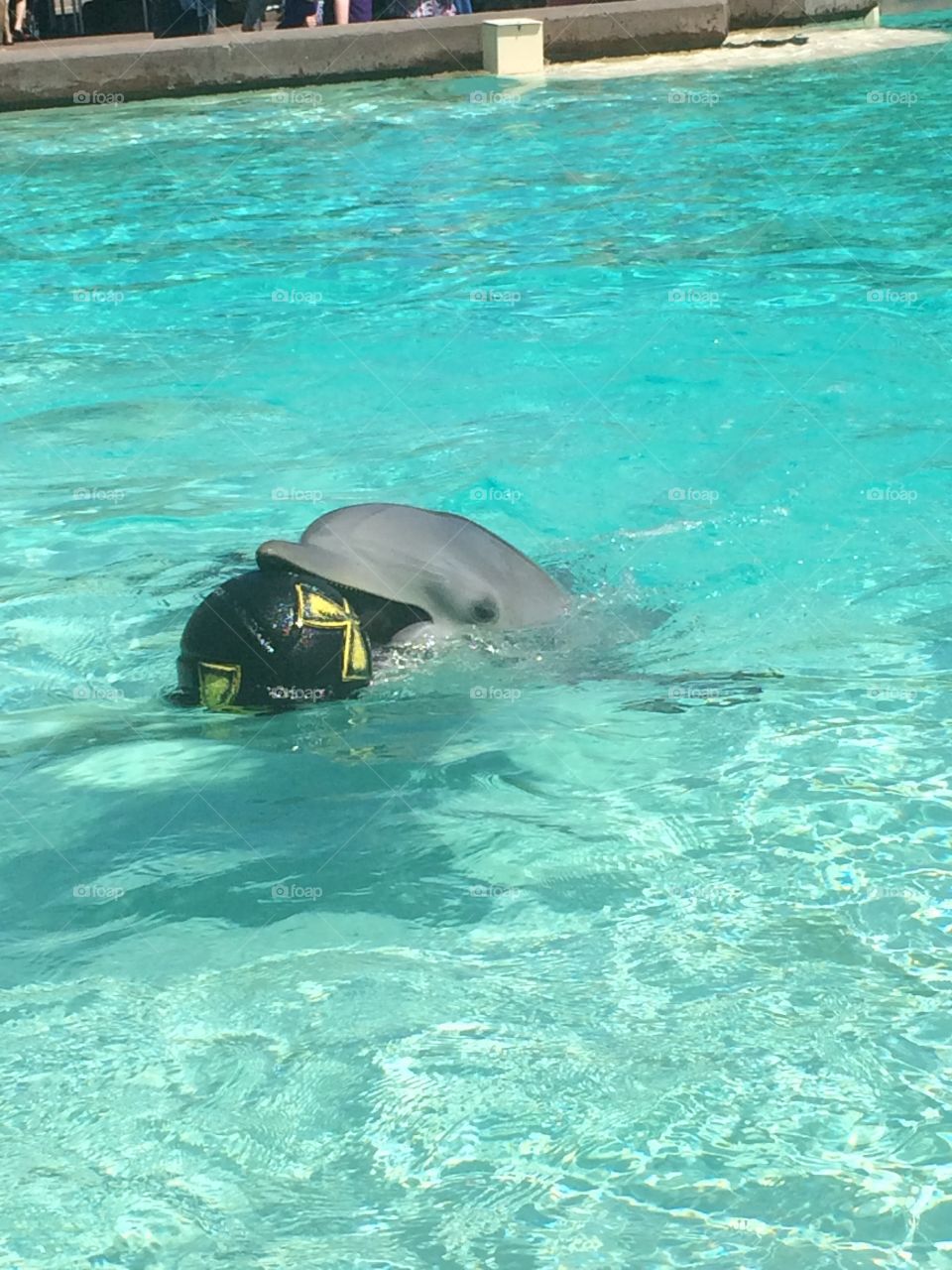 Dolphin at play