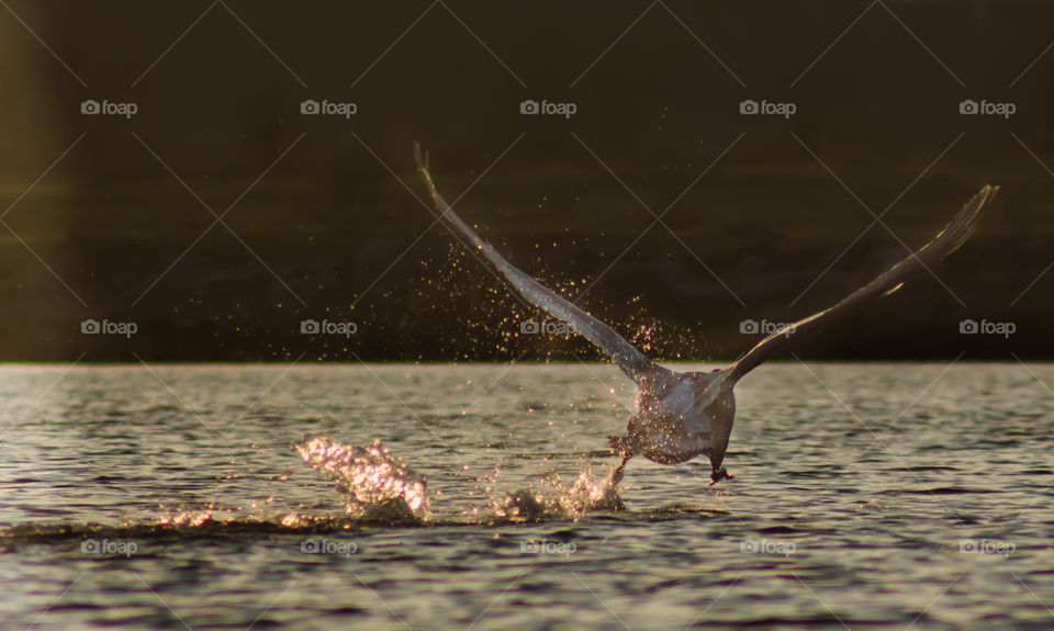 Rear view of bird over sea