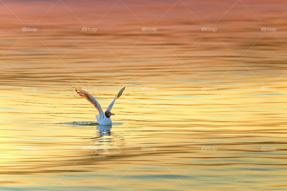 Seagull flapping its wing while floating on water
