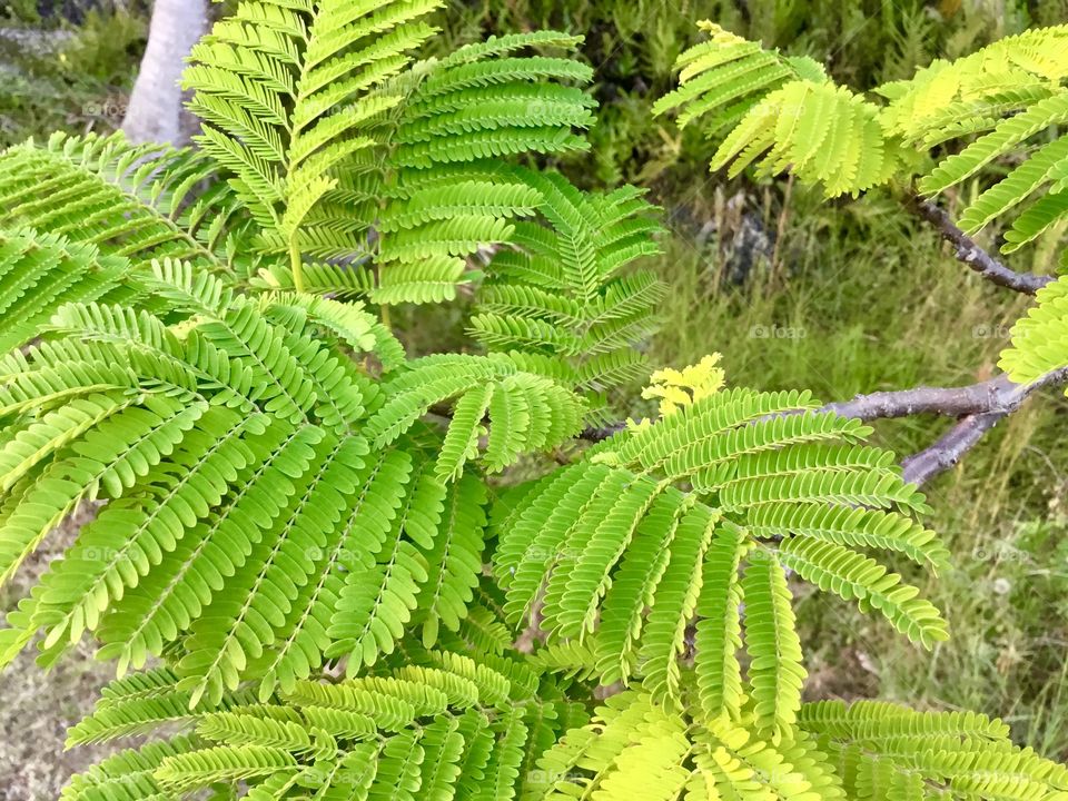 Beautifully green - on my afternoon walk.