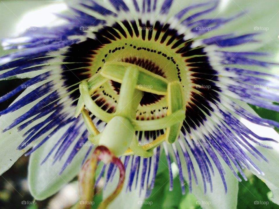 Blooming flower of a Passion Plant!