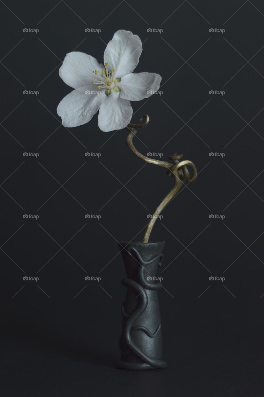 a black opaque vase stands on a dark background. in a vase, a winding stem of a flower. white flower with five petals at the very top. pistils and stamens are visible.