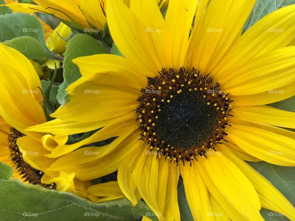 Sunflowers 